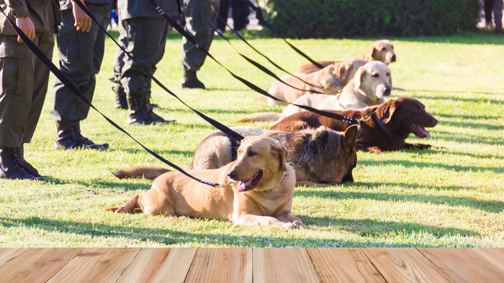 qué razas de perros se utilizan como perros policía