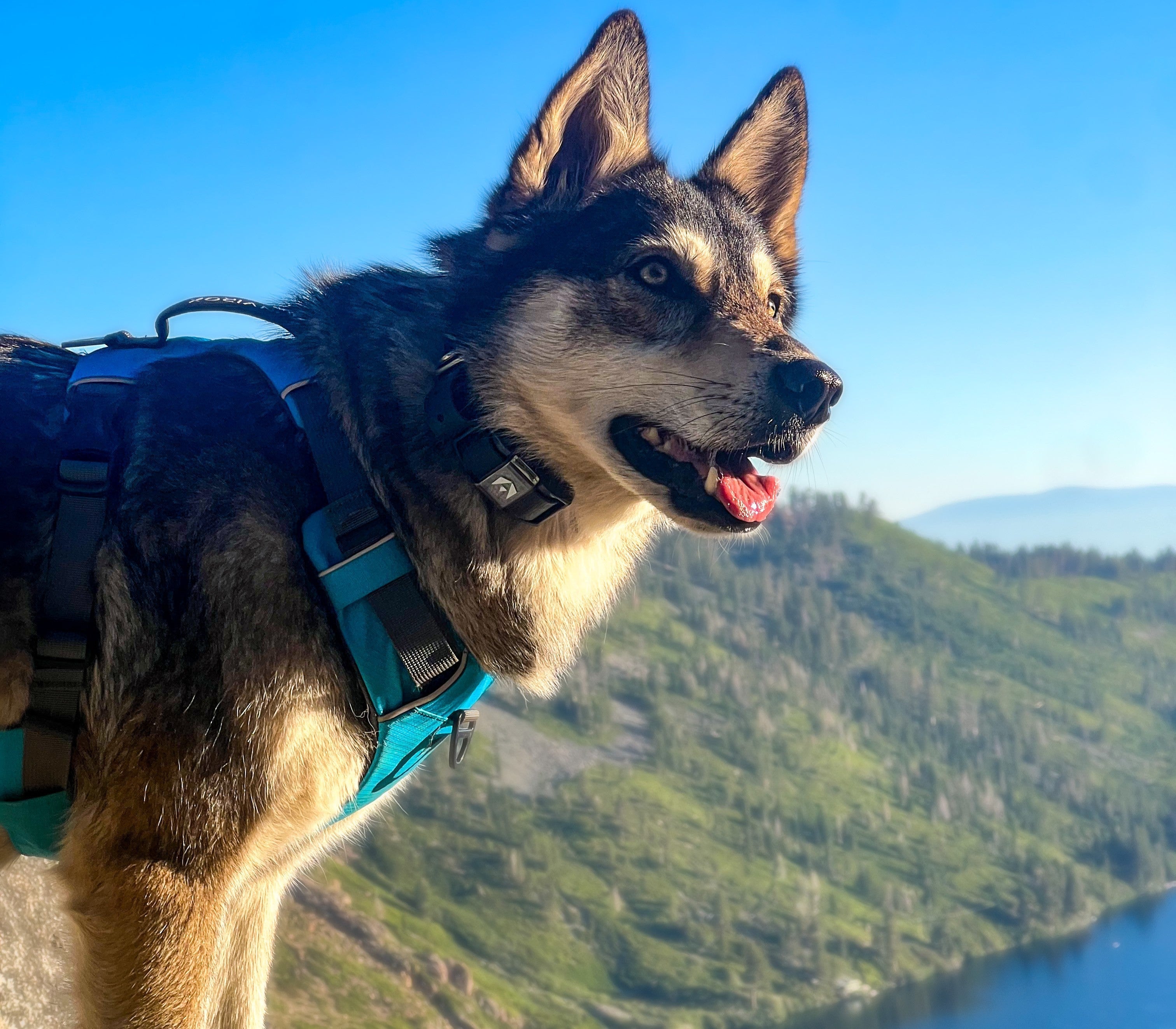 How to Train Your Puppy and Adult Dog With an E-collar INVIROX DOG TRAINING GEAR How to Train Your Puppy and Adult Dog With an E-collar INVIROX DOG TRAINING GEAR