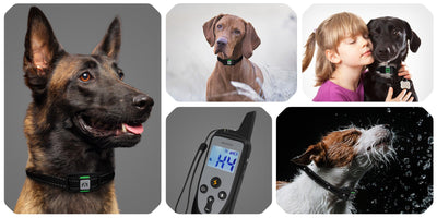 Is It Cruel to put a Shock Collar on a Dog?