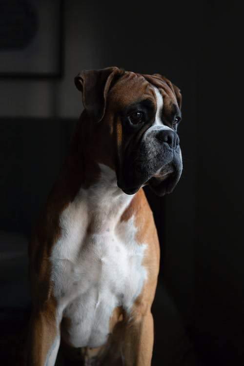 Solving Incontinence in Dogs