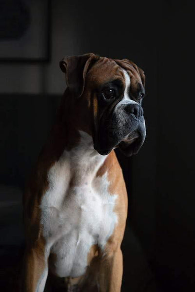 Solving Incontinence in Dogs