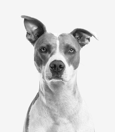 Dog Surgery | How To Act After Dog’s Orthopedic Surgery