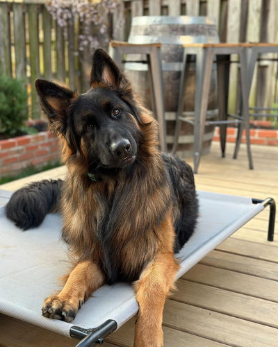 Top 7 Mistakes Every Dog Owner Must Avoid When Using an E-Collar