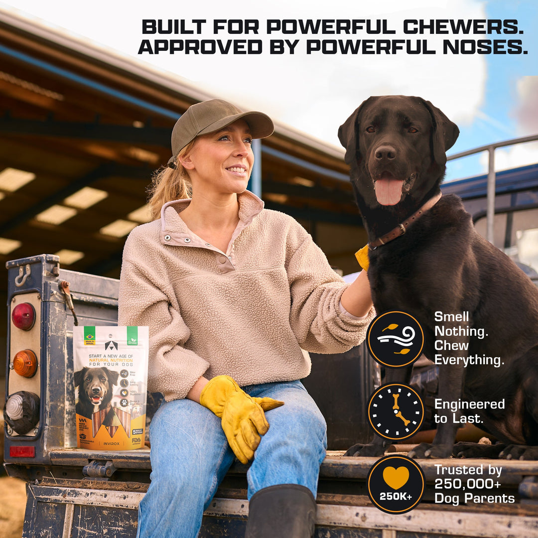 Woman and black Labrador sitting on a truck tailgate with INVIROX single-ingredient beef bully sticks
