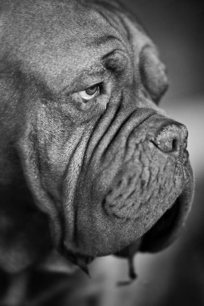 Supporting Lordosis, Kyphosis & Scoliosis in Dogs Back