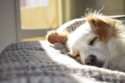 Salud del perro | Resolviendo la condición de salud del insomnio del perro