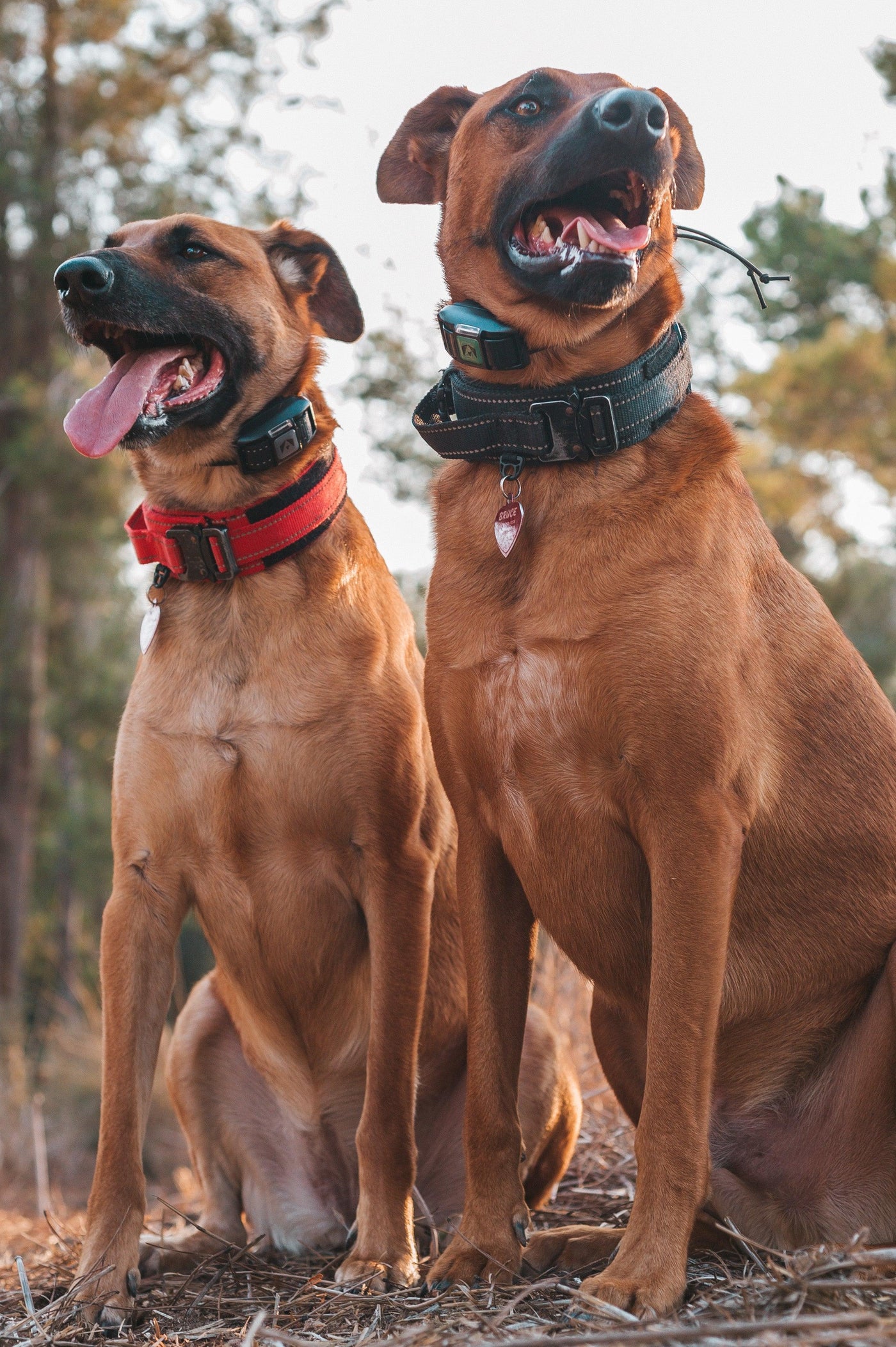 Harnessing the Power of E-Collars - Simultaneously Training Two Dogs - INVIROX DOG TRAINING GEAR