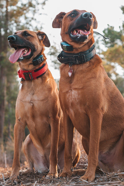 Aprovechar el poder de los collares electrónicos: entrenar dos perros simultáneamente