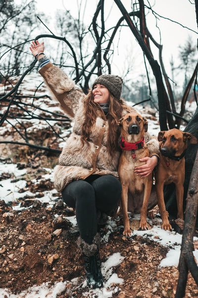 What Is The Best Shock Collar For My Dog?