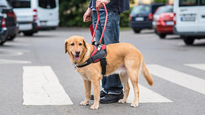 Service Dog: How do I Train my Dog to be a Service Dog?