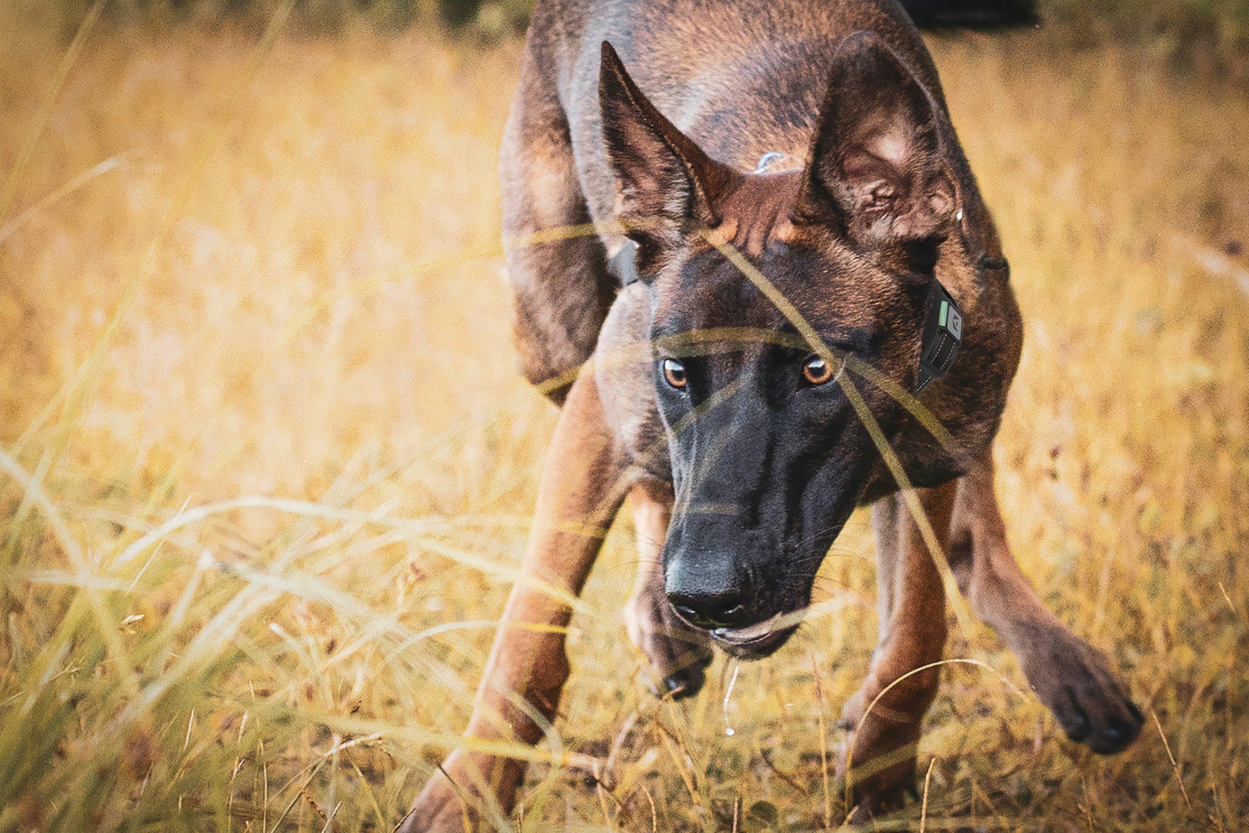 How Do You Stop Dog Aggression