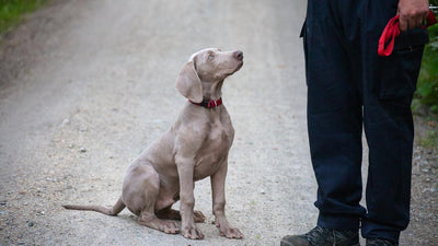 Recall Training With E Collar