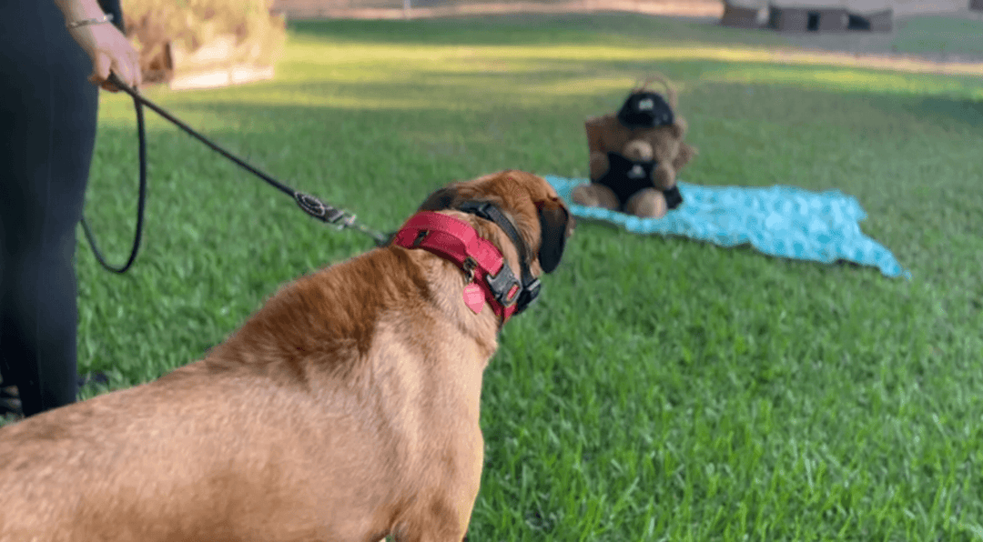Is Your Dog Reactive Towards Children? 7 Tips You MUST Apply! - INVIROX DOG TRAINING GEAR