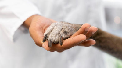 5 Pet Insurance Providers That You Must Know