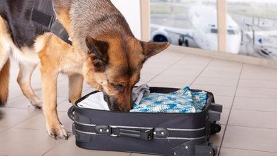 World Games Receive a Helping Paw From K-9s