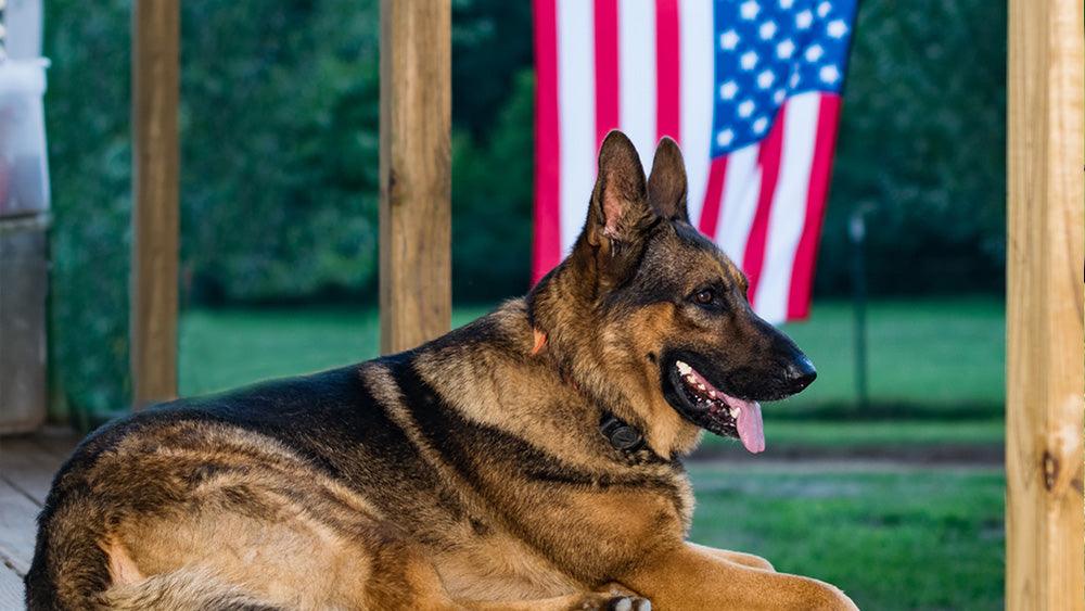 Rio, Georgia’s Most Famous K9, Retires After Nearly a Decade of Service - INVIROX DOG TRAINING GEAR