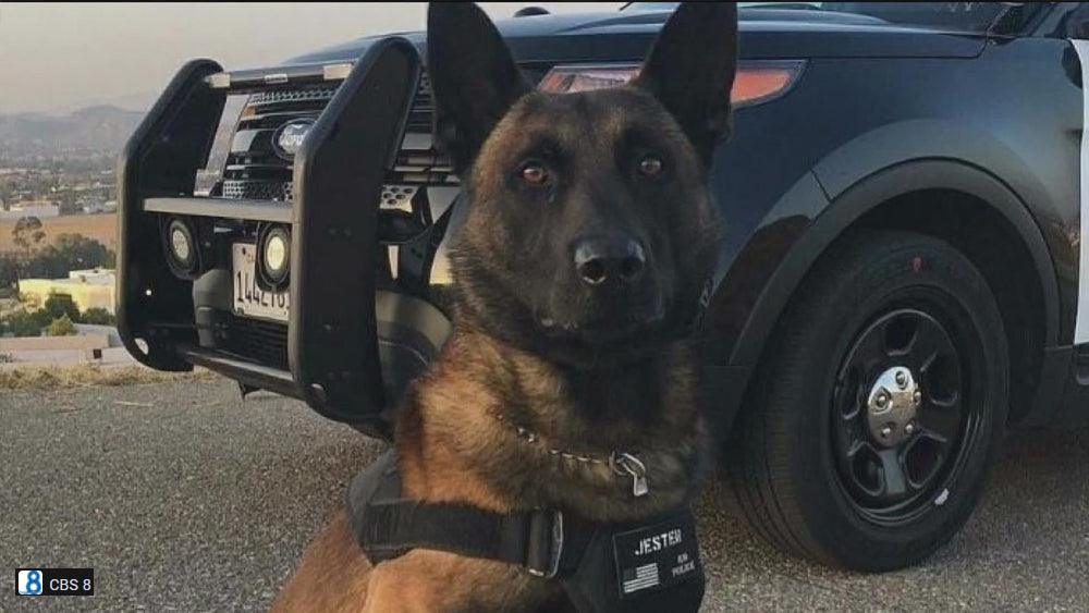 Jester the K-9 Heroically Catches Suspect in El Cajon - INVIROX DOG TRAINING GEAR