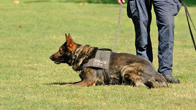 K9 Dogs are Making Headlines  - April 2022