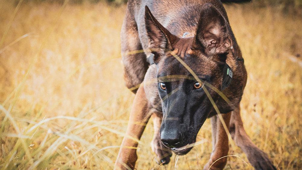 Training Dogs With E-collar