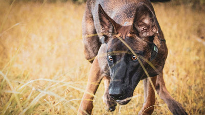Methods for Training Dogs With E-collar