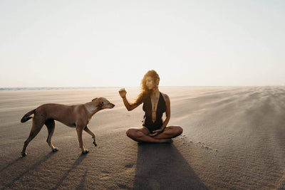 5 - Ways to Train Your Dog