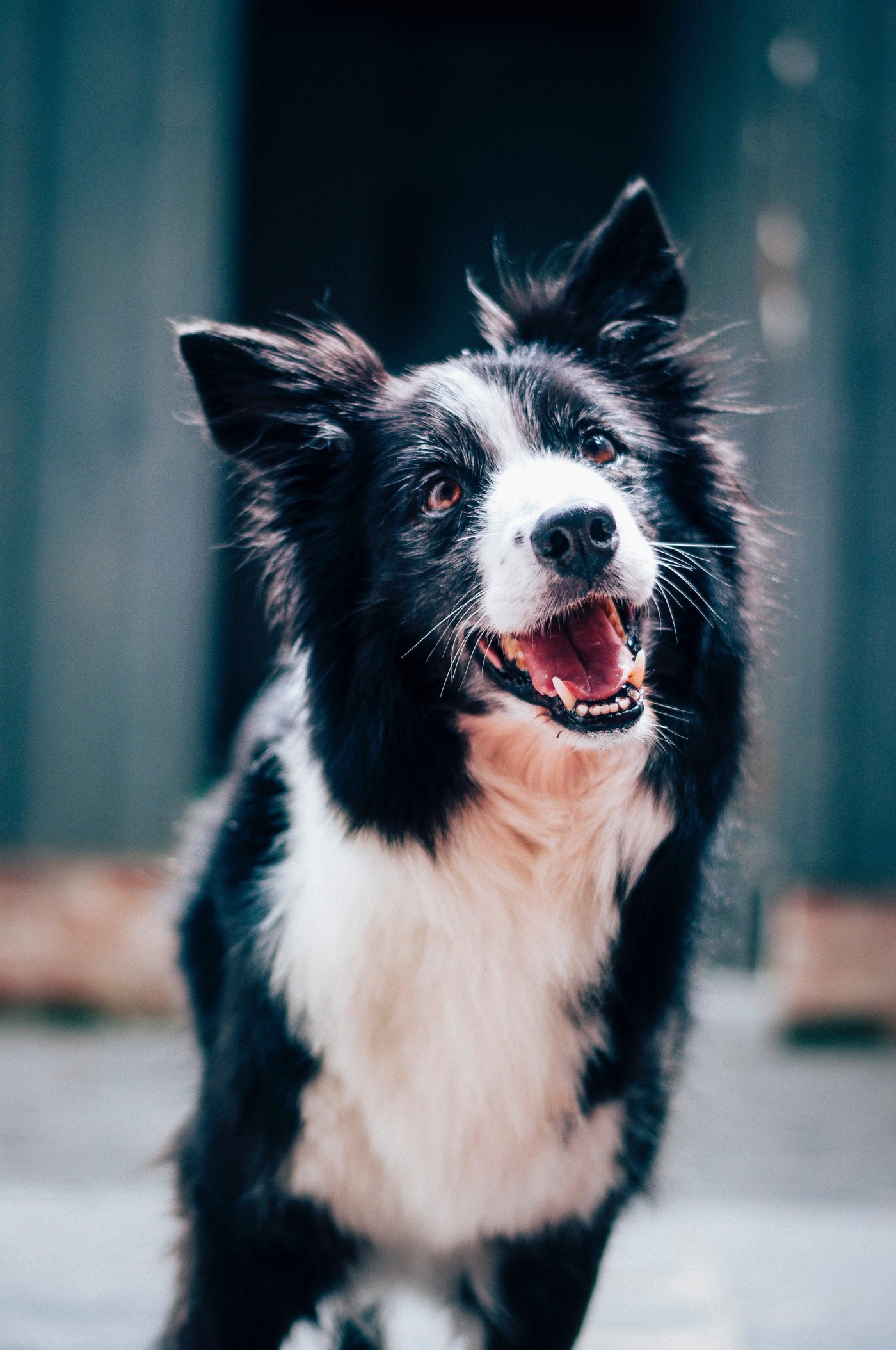 How Do I Stop Dog Barking?