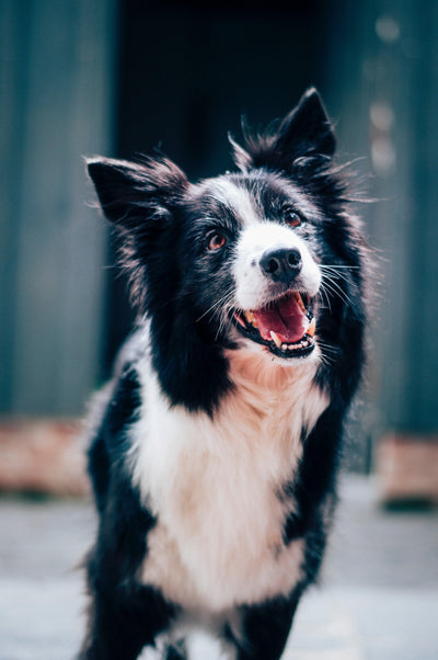 How Do I Stop Dog Barking?