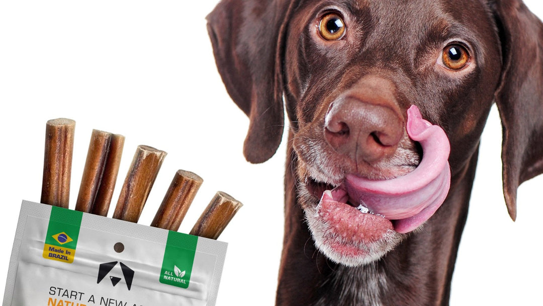 Brown dog licking its lips next to a bag of INVIROX natural bully sticks