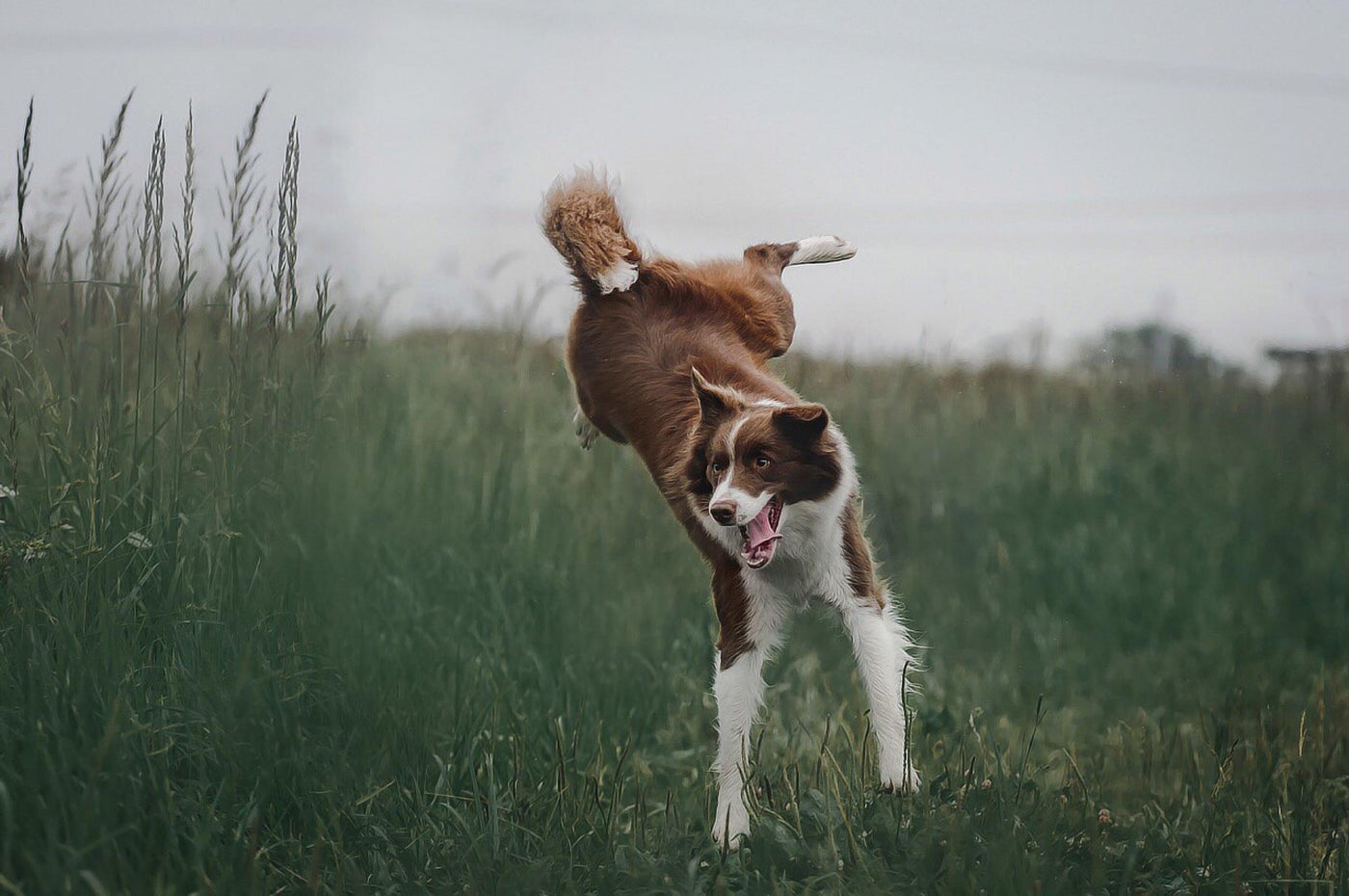 Dog Jumping