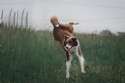 How To Solve Dog's Jumping