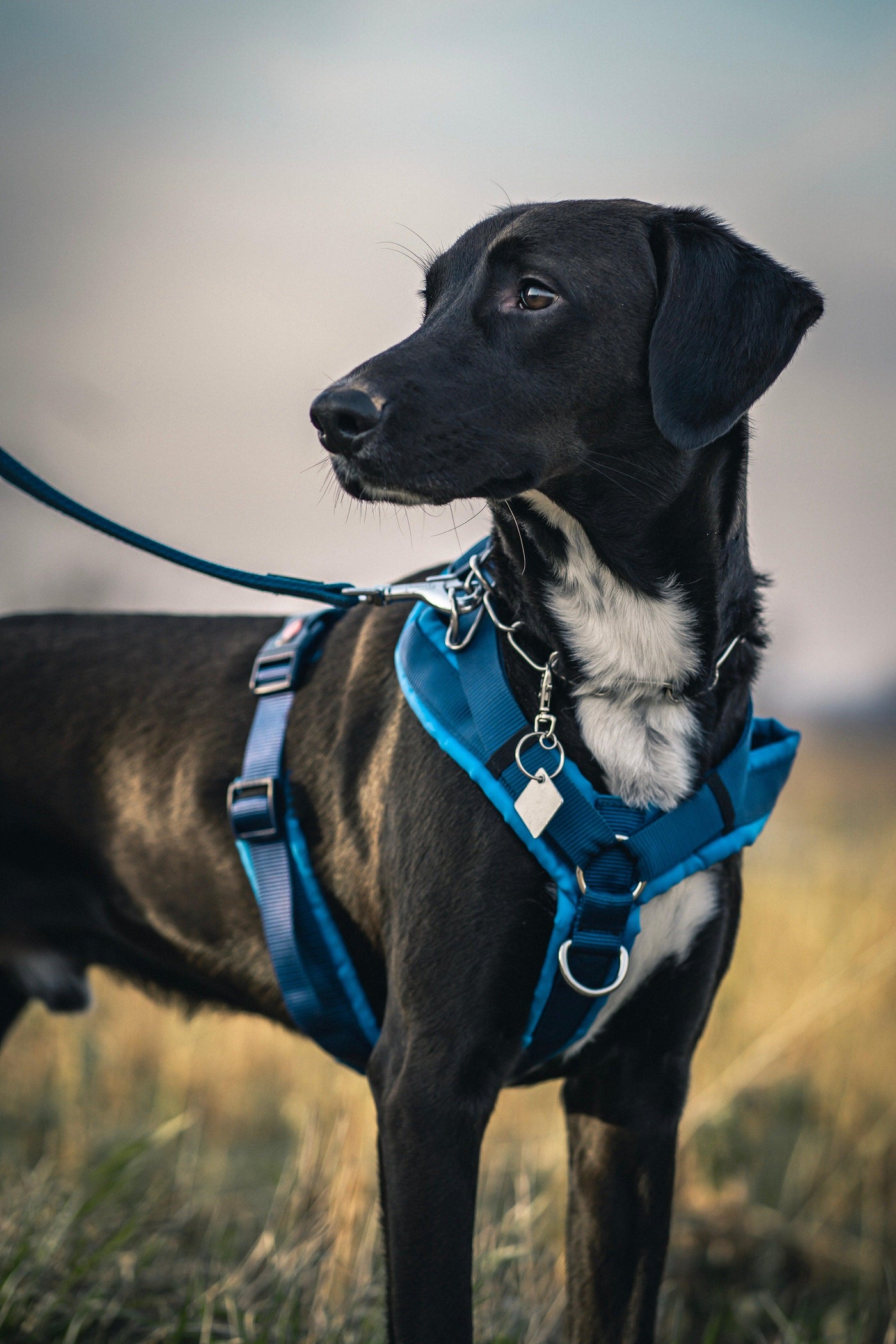 Dog pulling on leash