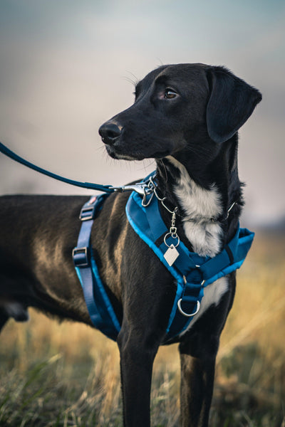 Cómo evitar que el perro tire de la correa