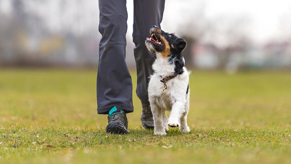 K-9 Stories to Warm the Heart This Fall