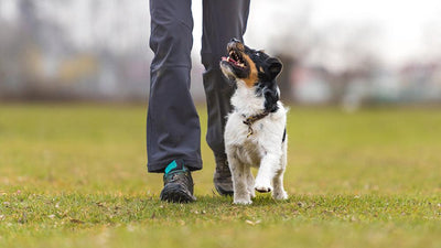 K-9 Stories to Warm the Heart This Fall