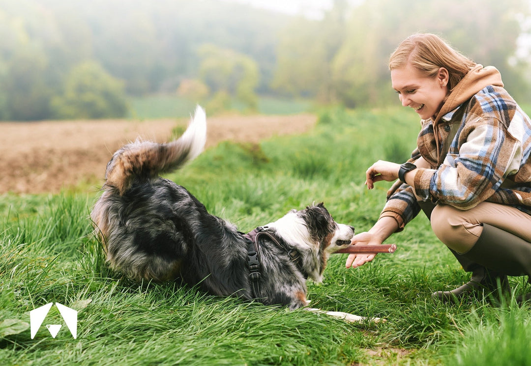 Woman offering an INVIROX bully stick to an Australian Shepherd in a grassy field