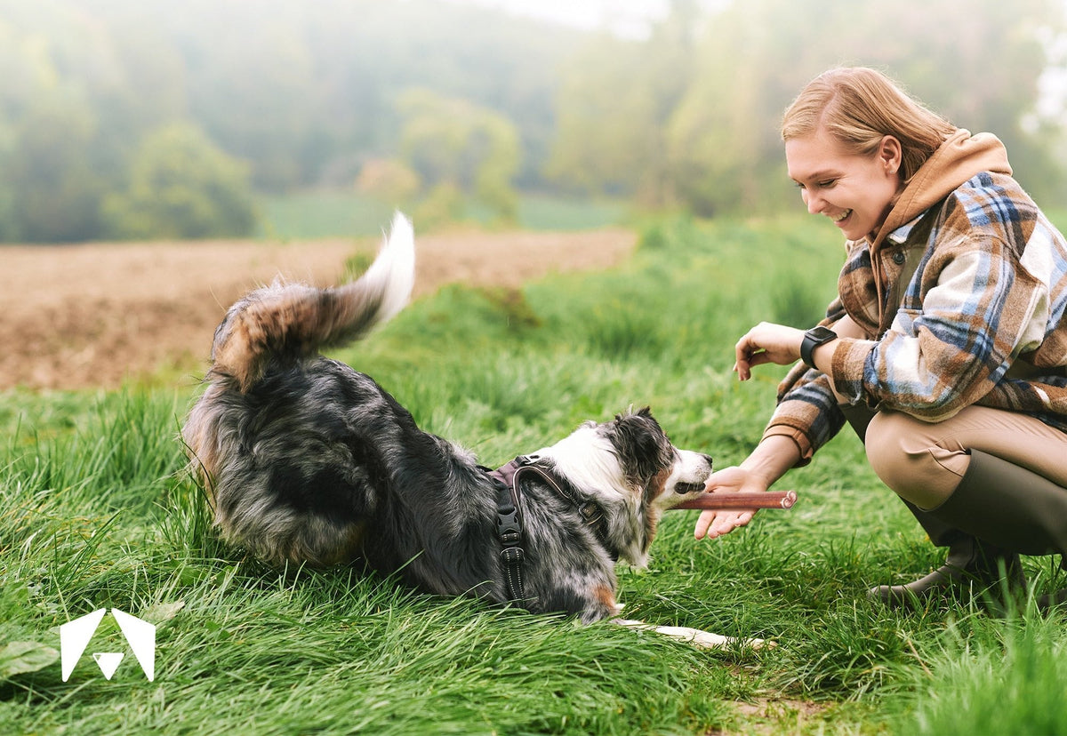 Woman offering an INVIROX bully stick to an Australian Shepherd in a grassy field