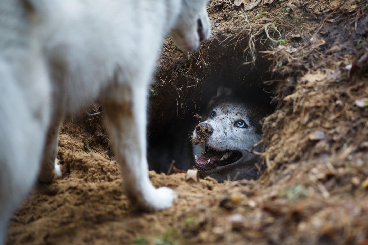 How To Solve Dogs Digging