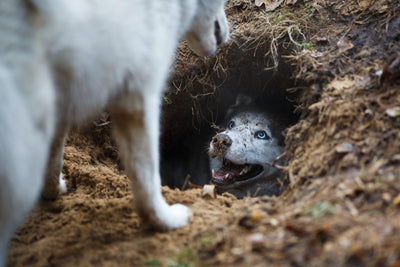 Cómo resolver la excavación de perros
