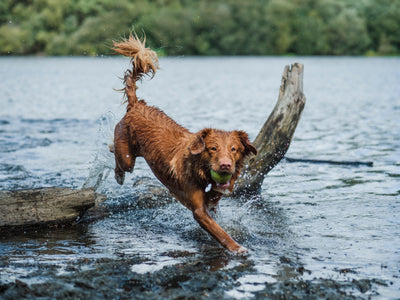 7 Crucial Tips for E-collar Training for Dogs