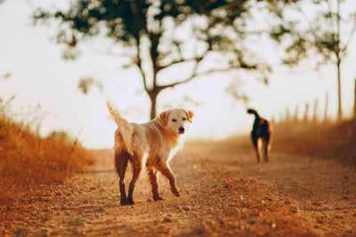 How To Stop A Dog From Chasing