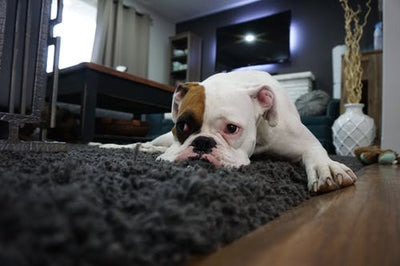 Easing a Dog Arthritis