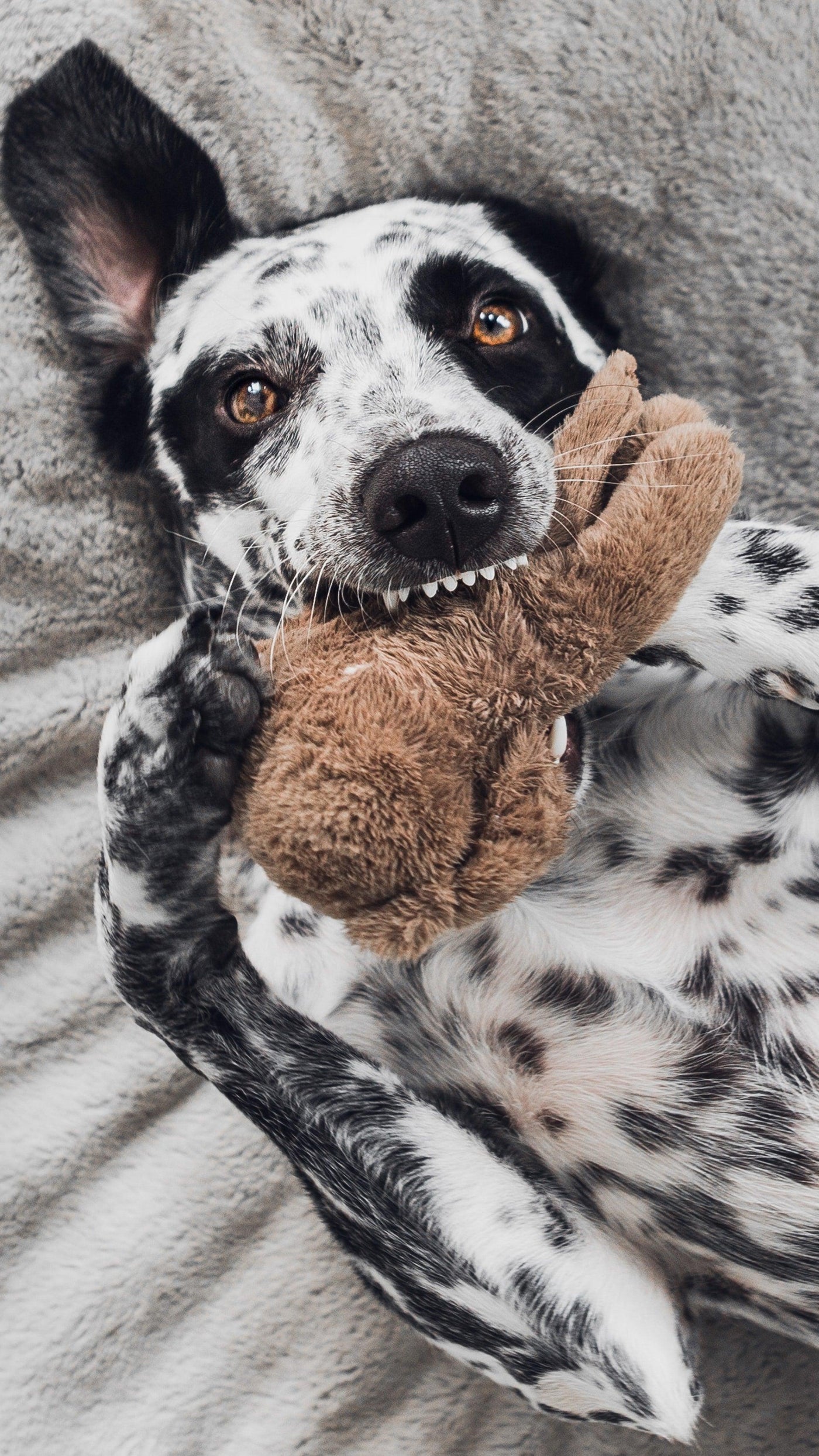 Dog chewing toys