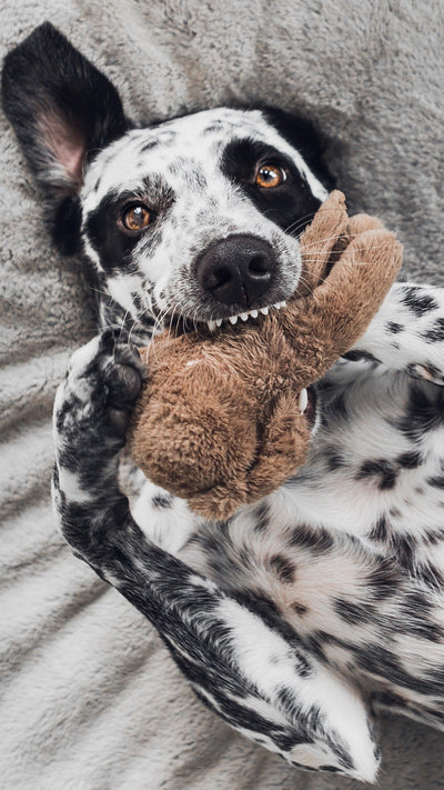How To Stop My Dog From Destructive Chewing
