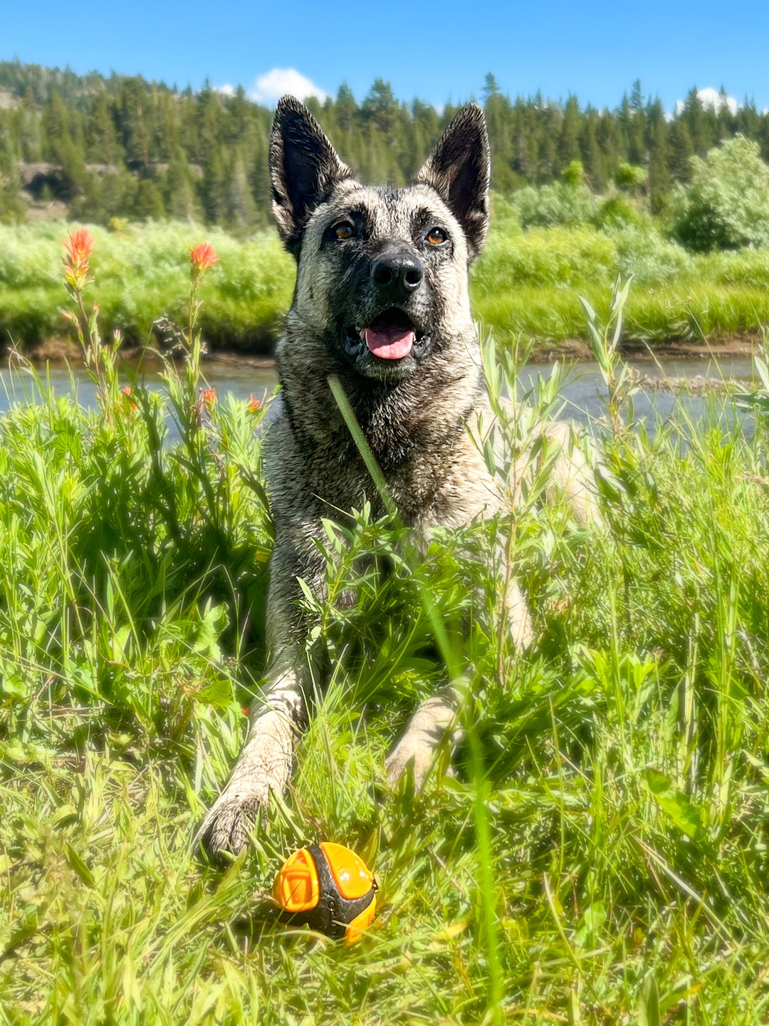 Wirelesss GPS fence vs buried fence for dogs 