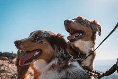 Dogs Hyperactivity and Unruliness