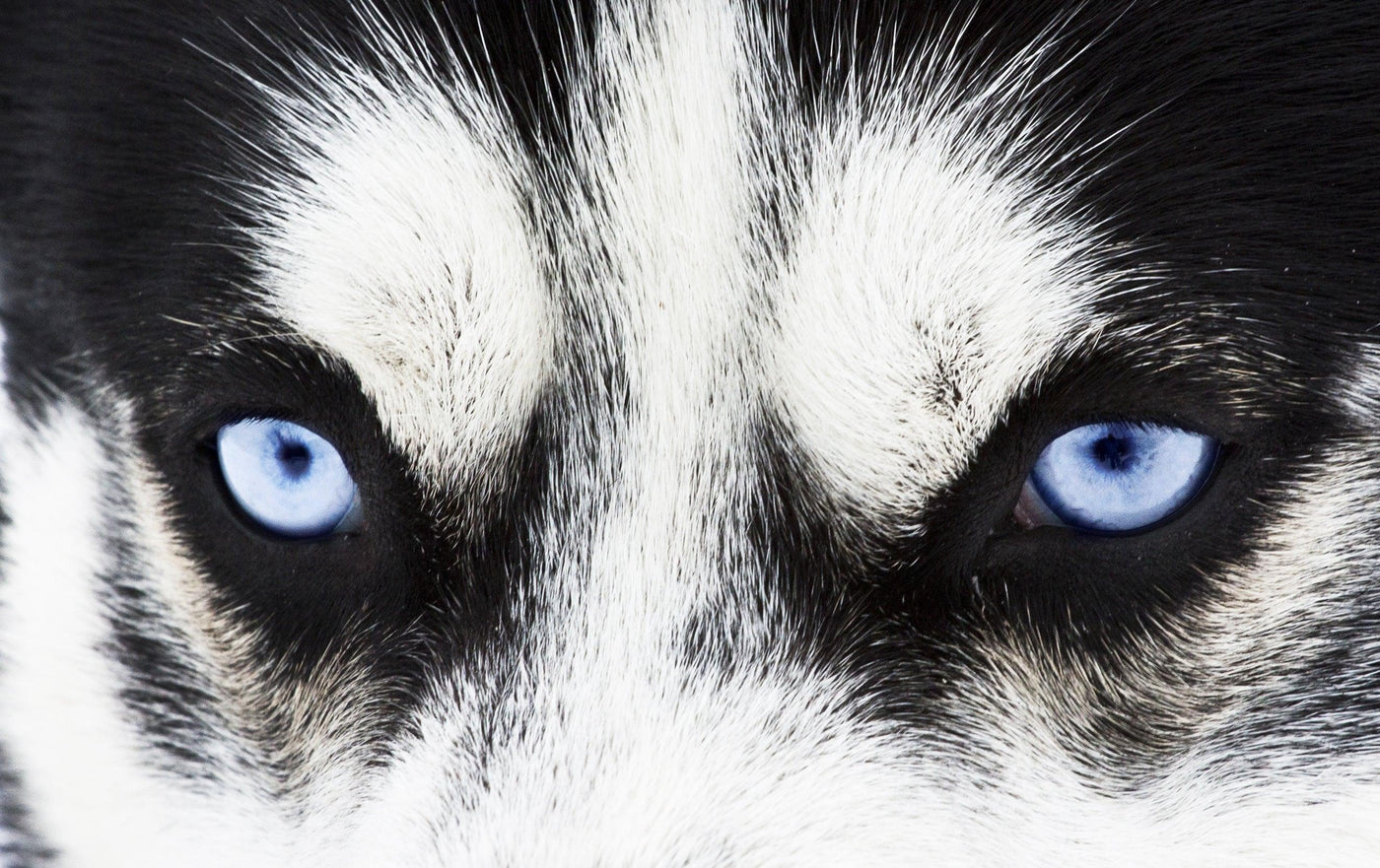 What Colors Can Dogs See? The Unbelievable Facts