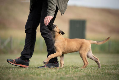 How to Start Training Your Puppy