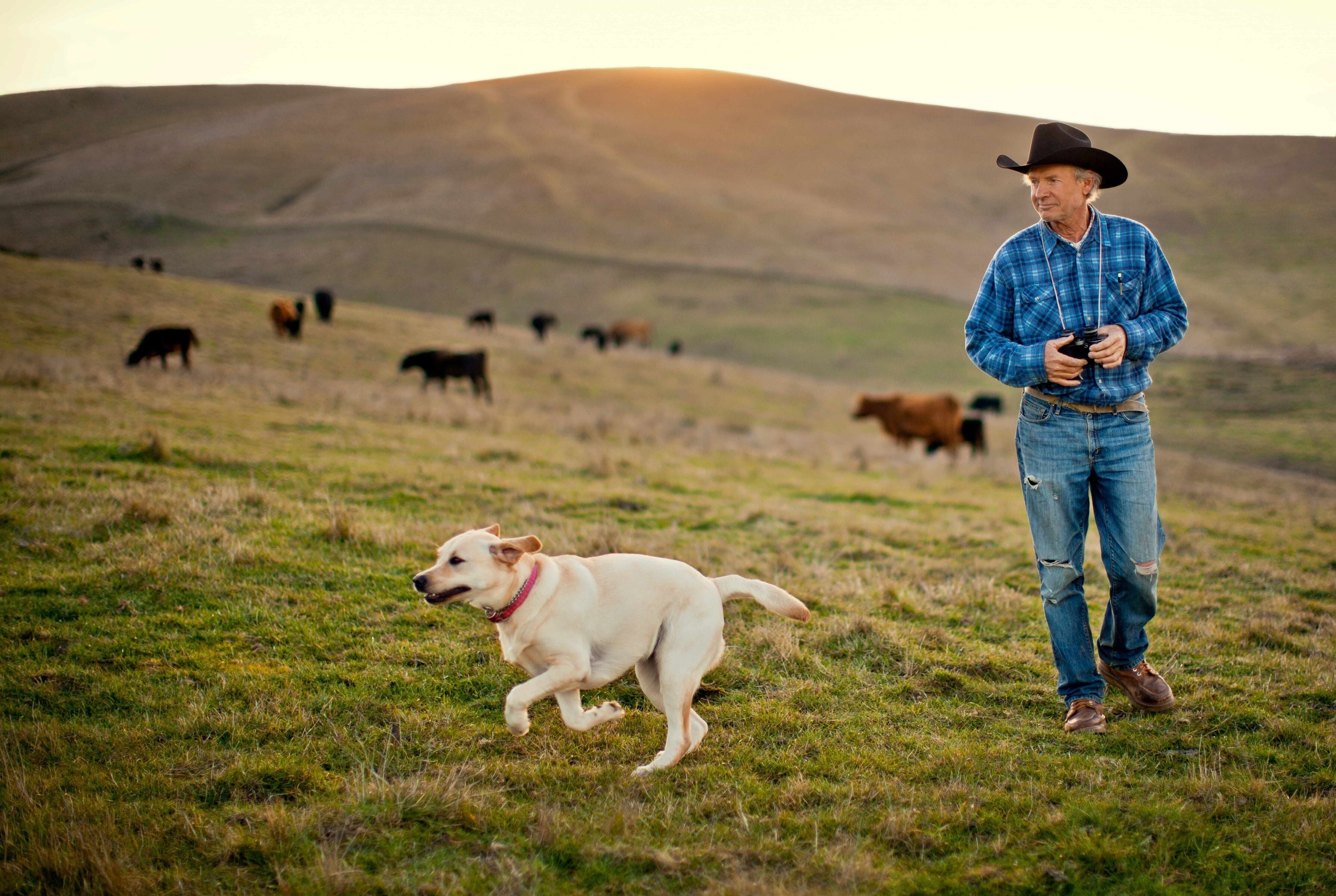 Dog training Psycology 