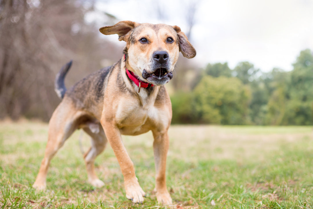 understanding dog reactivity 