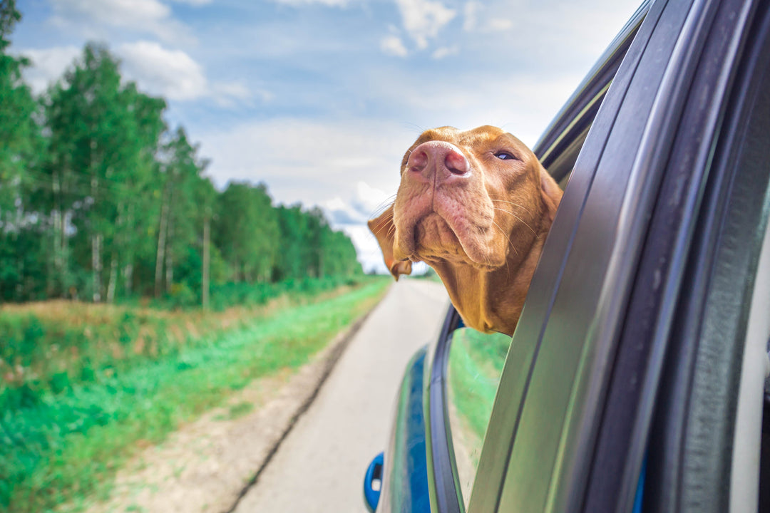 Holidays with reactive dogs 